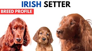 Irish Setter Breed Profile History  Price  Traits  Irish Setter Grooming Needs  Lifespan [upl. by Anitsenre610]