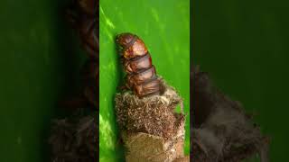 Did you know about bagworm moth caterpillar [upl. by Thoer935]