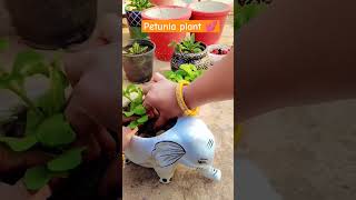 Soil mix 💕Repotting of petunia 💕🌱☘️houseplants gardening ytshorts viralshort flute music [upl. by Einnahc]