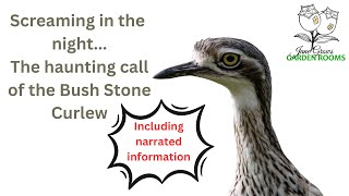 Whats that Scream in the Night It could be a Bush Stone Curlew birds australia birdcall [upl. by Joey]