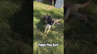 German shepherd and Belgian malinois puppy’s all they want to do is play non stop love these pups [upl. by Theran]