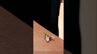 Bees are dead after bite shorts viralvideo viralshorts [upl. by Ykciv889]