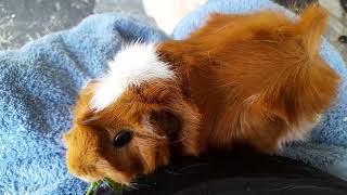 I Have A CRAZY Guinea Pig😂💖 guineapig eating parsley cute funny [upl. by Aibonez]