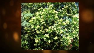 Бирючина японская Ligustrum japonicum [upl. by Klarrisa]