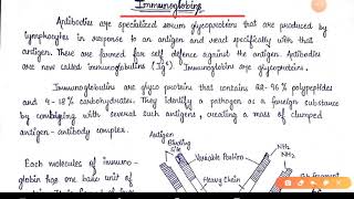 Immunoglobulin Or Antibodies  Types of Antibodies  BSC final year Zoology Paper 2 [upl. by Raquela156]