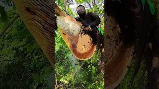 Pure Nature Wild Honey Tree Bee Yummy ASMR Honeycombs Shorts 210 short bee nature treebee asmr [upl. by Sundstrom433]