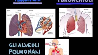 videolezione apparato respiratorio [upl. by Cotsen]