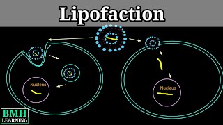 Lipofection  Liposome Mediated Transfection  Liposomal Transfection [upl. by Nottnerb]