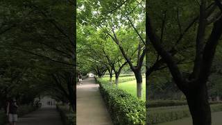 Xi’an Jiaotong University after Raining  travel chinatourism chineseart subscribe [upl. by Atlee456]