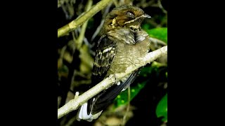 Jerdons NIghtjar Bird  Thattekad  Kerala  Bird Watching  Wildlife Photography [upl. by Maurizio]