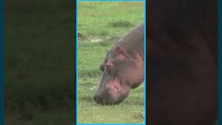 Why are Idiot Hippos are sent worldwide  हिप्पो की भयानक कहानी shorts shortsvideo shortsfeed [upl. by Kyle]