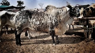 Heaviest Cholistani BULL in Lahore Shahpur Kanjra Bakra and Cow Mandi 2019 [upl. by Xanthus667]