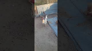 White Kelso an spangled game chickens gamefowl [upl. by Ennire227]