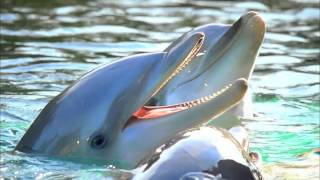 Dolphin Cove  SeaWorld Orlando [upl. by Ynove]