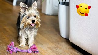 Adorable Yorkie Puppies Hilarious Compilation [upl. by Noirred]