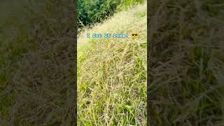 CUT GRASS with a STRING TRIMMER shorts landscaping diy [upl. by Cathi]