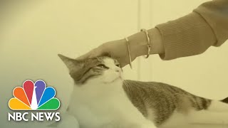 Two Cats Test Positive For Coronavirus How To Keep Your Pets Safe  NBC Nightly News [upl. by Dodson]