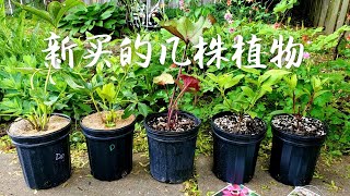 新买的几株植物，看看我从799苗圃买了什么 [upl. by Onavlis202]