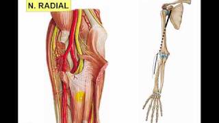 PLEXO BRAQUIAL 3 NERVIO RADIAL [upl. by Sothena83]