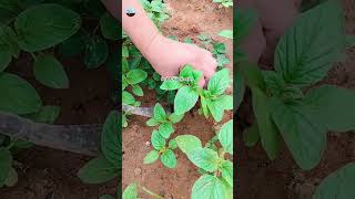 trending farming harvesting viral shorts youtubeshorts SoilAndSunStories [upl. by Anaillil649]