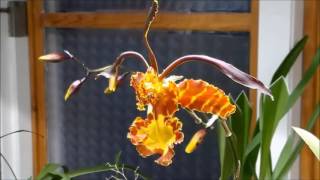 Psychopsis Mendenhall Time Lapse Blooming [upl. by Jutta870]