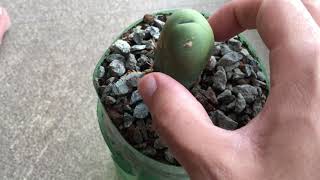 Trichocereus Bridgesii Monstrose Small Update [upl. by Aehtla879]