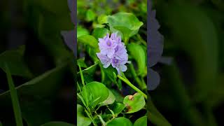 কচুরিপানা water hyacinths বৈজ্ঞানিক নামEichhornia বর্তমান নাম Pontederia। [upl. by Dez]