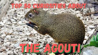 Top 50 Curiosities about the Agouti [upl. by Harbert5]