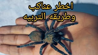 طريقة تربية العناكب Araneae [upl. by Dessma680]