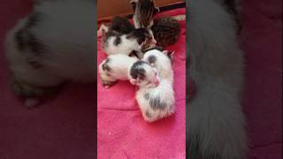 Newborn baby kittens 🐈🐾 catshorts kittenslovers subscribe kitten [upl. by Samara]