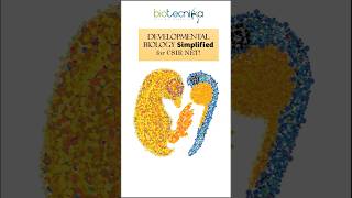 Developmental Biology Simplified For CSIR NET Life Science Aspirants developmentalbiology csirnet [upl. by Moore885]