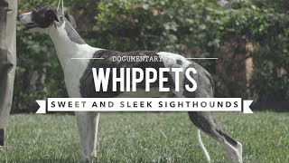 ALL ABOUT WHIPPETS SWEET AND SLEEK SIGHTHOUND [upl. by Timotheus]