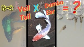 Hindi  Betta Fish Successful Breeding My own fish breeding experience Siamese Fighter fish हिन्दी [upl. by Ayanaj]