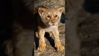 Lion king facts animalfacts रोचकfacts animalknowledge [upl. by Assennej]