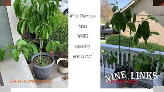 Guide to White Champaca or Michelia Alba白兰花 [upl. by Ettenotna772]