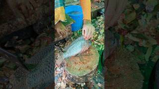 Large Giant Size Tilapia Fish Cutting Skills In Fish Market😱😳  shorts fishcuttingvideos [upl. by Namrej]