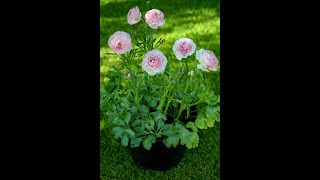 Pot Sizes Growing Anemones and Ranunculus in containers [upl. by Airtemak872]