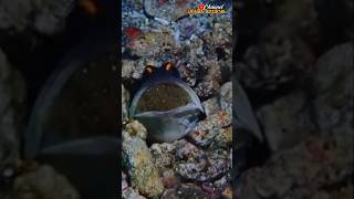 FAKTA MENARIK JAWFISH SIMUKA GARANG SAYANG ANAK shotrs feedshorts [upl. by Lowell]