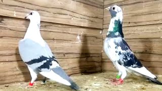 Jan aarden pigeons  حمامة السباق कबूतर pigon bird tiktok viral الحمامة formula1 কবুতর [upl. by O'Mahony214]