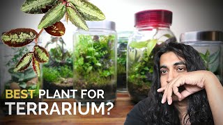 Best plant for closed terrariums [upl. by Tam483]