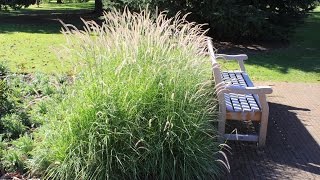 Pennisetum Fairy Tails  Evergreen Fountain Grass [upl. by Vaientina]