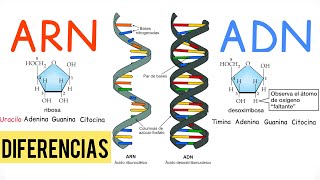 ADN y ARN DIFERENCIAS BiologíayEcología [upl. by Aihn]