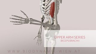 Biceps Brachii Upper Arm Series Part 2 3D Animation [upl. by Hagerman813]