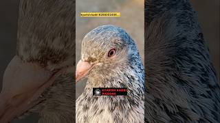 Original import bloodline golden kabootar pigeon pigeorn bird kabootar pigean birdspecies [upl. by Doig]