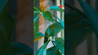 How To Grow Chilli Peppers The Right Way shorts garden [upl. by Jacquenette]