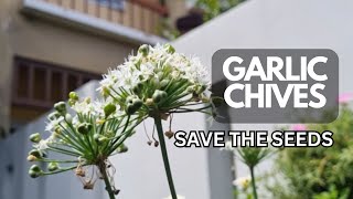 How To Save Garlic Chive Seeds  Chives for a Beautiful Garden [upl. by Lehsreh368]