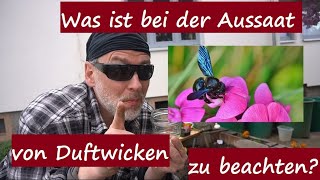 Aussaat PflegeStandort der Duftwicken Wicken vorziehenaussäensäen im Topf oder Beet auspflanzen [upl. by Idnaj]