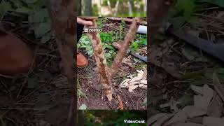 Con platico y árboles hacen una casa en la selva naturaleza supervivencia youtubeshorts [upl. by Poirer]