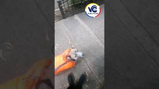 NOVA en temporada de lluvia ☔️😡🐶 dog canino perros [upl. by Dyanne]