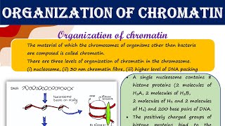 Organization of chromatin  nucleosome  30 nm chromatin fibre  higher level of DNA packing [upl. by Dnesnwot]